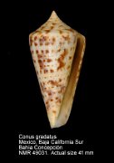 Conus gradatus